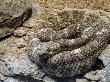Speckled Rattlesnake Coiled. Arizona, Usa by Philippe Clement Limited Edition Print