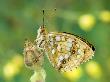 High Brown Fritillary Butterfly At Rest On Red Campion Seedhead, Uk by Andy Sands Limited Edition Pricing Art Print