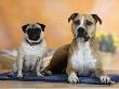 Pug Sitting On A Rug Next To A Mixed Breed Dog by Petra Wegner Limited Edition Print