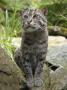 Fishing Cat On Rocks, Iucn Red List Of Endangered Species by Eric Baccega Limited Edition Print
