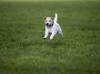 Parson Russell Terrier Running In Field by Petra Wegner Limited Edition Pricing Art Print