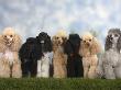Seven Miniature Poodles Of Different Coat Colours To Show Coat Colour Variation Within The Breed by Petra Wegner Limited Edition Print