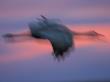 Abstract Sandhill Crane Flying, Bosque Del Apache National Wildlife Refuge, New Mexico, Usa by Mark Carwardine Limited Edition Print