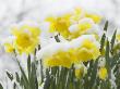 Daffodils Flowers Covered In Snow, Norfolk, Uk by Gary Smith Limited Edition Print