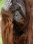 Male Orang-Utan With Head On Hand. Native To Borneo. Captive, France by Eric Baccega Limited Edition Print