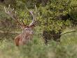 Red Deer Stag, Dyrehaven, Denmark by Edwin Giesbers Limited Edition Print