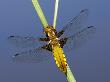 Broad-Bodied Chaser Dragonfly Cornwall, Uk by Ross Hoddinott Limited Edition Print