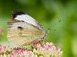 Large Cabbage White Butterfly On Sedum Flowers, Uk by Andy Sands Limited Edition Print
