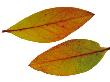 Highbush Swamp Blueberry Leaves Turning Colour In Autumn, Native To North America by Philippe Clement Limited Edition Print