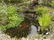 Small Garden Pond With Rustic Wheel Feature And Waterfall, Norfolk, Uk by Gary Smith Limited Edition Print