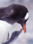 Gentoo Penguin Chick Begging Parent For Food, Antarctica by Edwin Giesbers Limited Edition Print