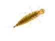 Stonefly Larva, Alicante, Spain by Niall Benvie Limited Edition Pricing Art Print