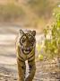 Bengal Tiger Walking On Track, Ranthambhore Np, Rajasthan, India by T.J. Rich Limited Edition Print