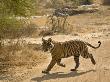 Bengal Tiger Hunting, Ranthambhore Np, Rajasthan, India by T.J. Rich Limited Edition Pricing Art Print