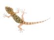 Moorish Gecko Juvenile, Spain by Niall Benvie Limited Edition Pricing Art Print