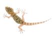 Moorish Gecko Juvenile, Spain by Niall Benvie Limited Edition Print