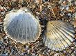 Poorly Ribbed Cockle Shells Separed To Show The Inside And The Outside, Normandy, France by Philippe Clement Limited Edition Print