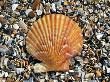 Queen Scallop Shell On Beach, Mediterranean, France by Philippe Clement Limited Edition Print