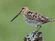 Snipe On Fence Post, Upper Teesdale, County Durham, England, Uk by Andy Sands Limited Edition Print