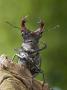 Stag Beetle Male View From Below, West Sussex, England, Uk by Andy Sands Limited Edition Print