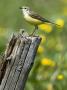 Yellow Wagtail Female Perched On Old Fence Post, Upper Teesdale, Co Durham, England, Uk by Andy Sands Limited Edition Print