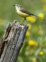 Yellow Wagtail Female Perched On Old Fence Post, Upper Teesdale, Co Durham, England, Uk by Andy Sands Limited Edition Print