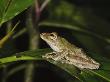 Frilled Tree Frog In Rainforest, Sukau, Sabah, Borneo by Tony Heald Limited Edition Print