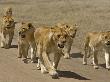 Pride Of African Lions Walking Along A Track, Serengeti Np, Tanzania by Edwin Giesbers Limited Edition Print