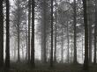 Mist In Morchard Wood On Winter Morning, Morchard Bishop, Devon, England by Adam Burton Limited Edition Print