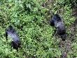 Two Male Silverback Mountain Gorillas In Forest, Volcanoes National Park, Rwanda, Africa by Eric Baccega Limited Edition Print