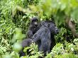 Female Mountain Gorilla Carrying Baby On Her Back, Volcanoes National Park, Rwanda, Africa by Eric Baccega Limited Edition Pricing Art Print