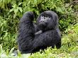 Male Silverback Mountain Gorilla Looking Up, Volcanoes National Park, Rwanda, Africa by Eric Baccega Limited Edition Print