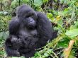 Female Mountain Gorilla With Her Baby, Volcanoes National Park, Rwanda, Africa by Eric Baccega Limited Edition Print