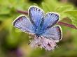 Common Blue Female Blue Form On Flower Of Marjoram, Hertfordshire, England, Uk by Andy Sands Limited Edition Print