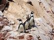 Humboldt Penguins On Isla Ballestas, Ballestas Islands, Peru by Eric Baccega Limited Edition Print