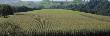 Cornfields, Canton Zug, Switzerland by Panoramic Images Limited Edition Pricing Art Print