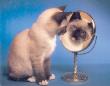 Siamese Cat And Mirror by Richard Stacks Limited Edition Print