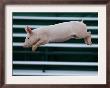 Beauty A 20-Week-Old Pig Flies Through The Air by Mark Baker Limited Edition Print