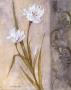 Tulip Composition by Deborah K. Ellis Limited Edition Pricing Art Print