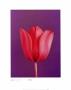 Tulip Magenta On Deep Purple by Masao Ota Limited Edition Print