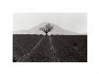 Lavender Plantation, France by Martine Franck Limited Edition Print