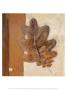 Leaf Impression, Umber by Ursula Salemink-Roos Limited Edition Print