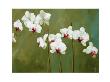 Orchid In Greens by Nicola Acaster Limited Edition Print