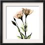 Crystal Flowers X-Ray, Gentian by Albert Koetsier Limited Edition Print