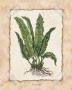 Fern Iii by Robin Betterley Limited Edition Pricing Art Print