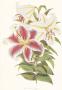 Parkman's Lily by Walter H. Fitch Limited Edition Pricing Art Print