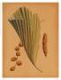 Palm Frond Iii by Wilbur Limited Edition Print