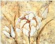 Pearl Tulip I by Sarah Jacobs Limited Edition Print