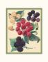 Botanical Berries by Cynthia Hart Limited Edition Print