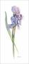 Iris Botanical 1 by Consuelo Gamboa Limited Edition Print